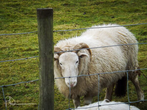 White horned sheep standing behind a wire fence.