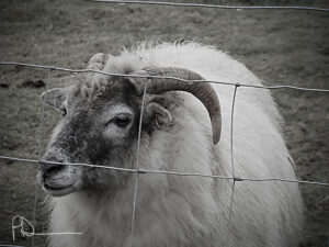 Black-and-white portrait of a horned sheep.