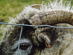 Close-up of a sheep's curled horn and ear behind a wire fence.