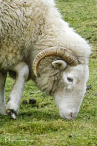 White horned sheep grazing on grass.