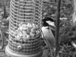 Black-and-white photograph of a great tit clinging to a feeder.