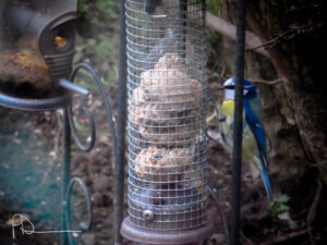Small bird perched beside a wire peanut feeder.