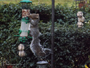 Grey squirrel stretching up to a hanging garden feeder.