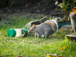 Grey squirrel beside a fallen green feeder on the lawn.