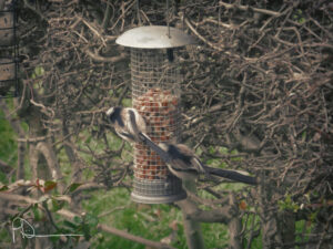Woodpecker clinging to a hanging peanut feeder.