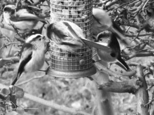 Black-and-white photograph of small birds gathered around a feeder.