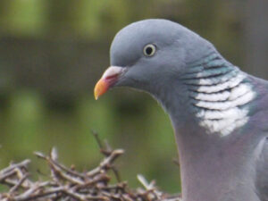 Close-up of a wood pigeon's head and white neck patch.