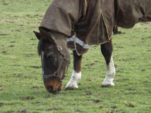 Horse wearing a rug grazing in a field.