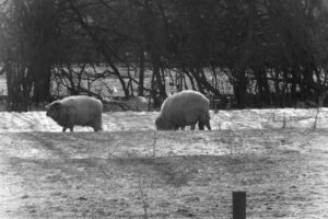 Black-and-white photograph of two sheep in a field.