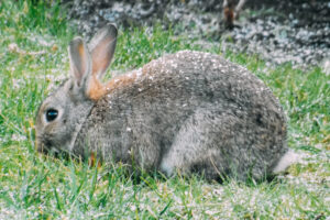 Rabbit resting on grass with its ears upright.