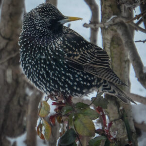Speckled starling perched among bare branches.