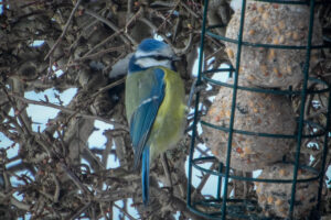 Blue tit beside a hanging feeder among winter branches.