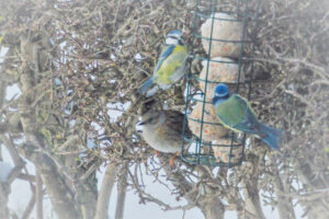 Small garden birds gathered around a feeder in snowy branches.