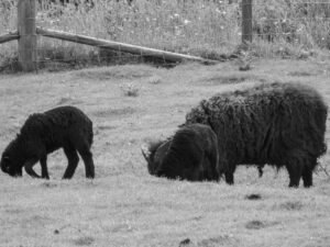 Black-and-white photograph of a ewe and lamb grazing.