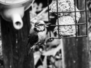 Black-and-white photograph of a blue tit beside a feeder.