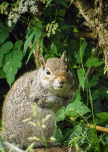 Grey squirrel sitting upright among leafy garden plants.