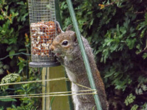 Grey squirrel reaching up to a hanging peanut feeder.