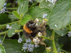 Bumblebee visiting small pale flowers.