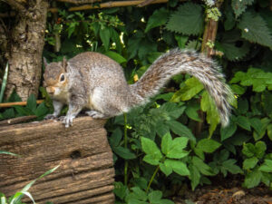 Grey squirrel on a garden log among green leaves.