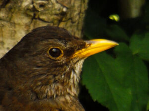 Close-up of a blackbird's head and yellow bill.
