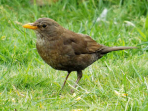 Brown blackbird standing on grass with its yellow bill visible.