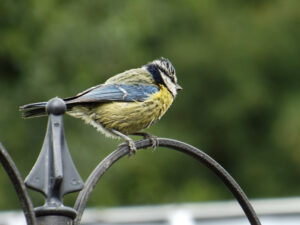 Blue tit resting on a curved metal garden stand.
