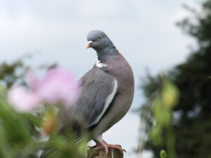 Wood pigeon perched outdoors with flowers behind.