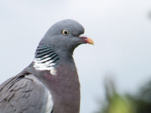 Close-up of a wood pigeon with white neck markings.