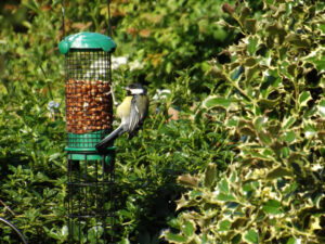 Black-and-white woodpecker clinging to a hanging peanut feeder.
