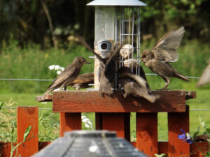 Several small birds gathered on a wooden feeding station.