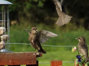 Small garden birds landing and taking flight beside a feeder.