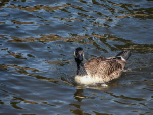 Canada goose swimming on blue water.