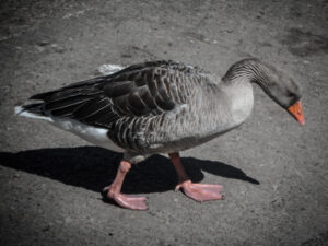 Greylag goose with an orange bill in a selectively coloured photograph.