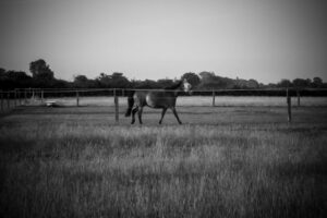 Black-and-white photograph of horses in a fenced paddock.
