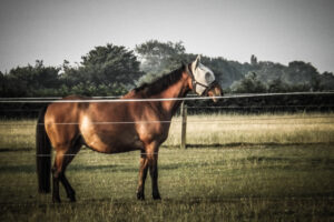 Brown horse in colour against a black-and-white paddock.