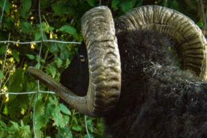 Close-up of a ram's spiral horns beside garden foliage.