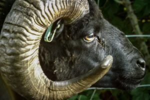 Close-up of a dark ram's face and curled horn.