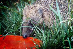 Hedgehog drinking or feeding from an orange dish among long grass.