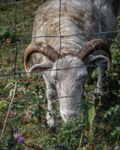 Horned ram grazing behind a wire fence.