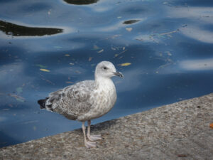 Young gull standing at the edge of blue water.