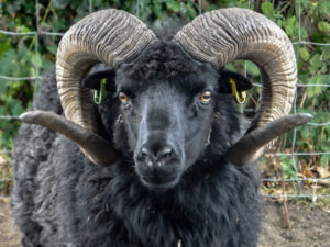 Dark ram facing the camera with large curled horns.