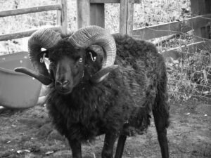Black-and-white photograph of a dark ram with curled horns.