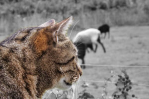 Tabby cat in colour with grazing sheep in the black-and-white background.