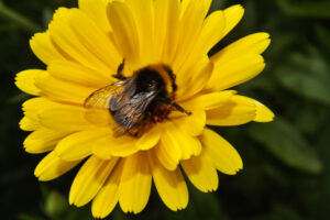 Bumblebee on an open yellow flower.