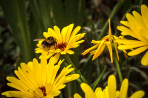 Bumblebee visiting bright yellow daisy-like flowers.