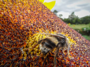 Close-up of a bumblebee feeding on a sunflower head.