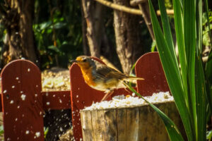 Robin perched on a sunlit garden fence.