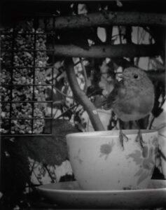Black-and-white photograph of a small bird beside a decorative teacup feeder.