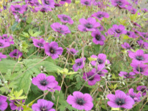Purple poppies growing among green foliage.