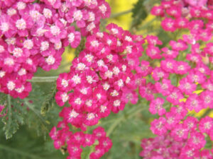 Clusters of pink flowers with pale centres.